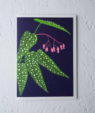 begonia tamaya houseplant greeting card Stengun Drawings